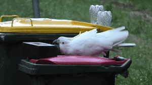 澳洲鳳頭鸚鵡與人類鬥智 翻垃圾箱找食物