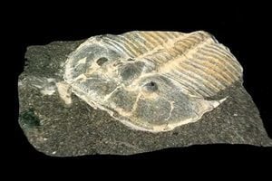 罕見化石發現三葉蟲具複眼結構