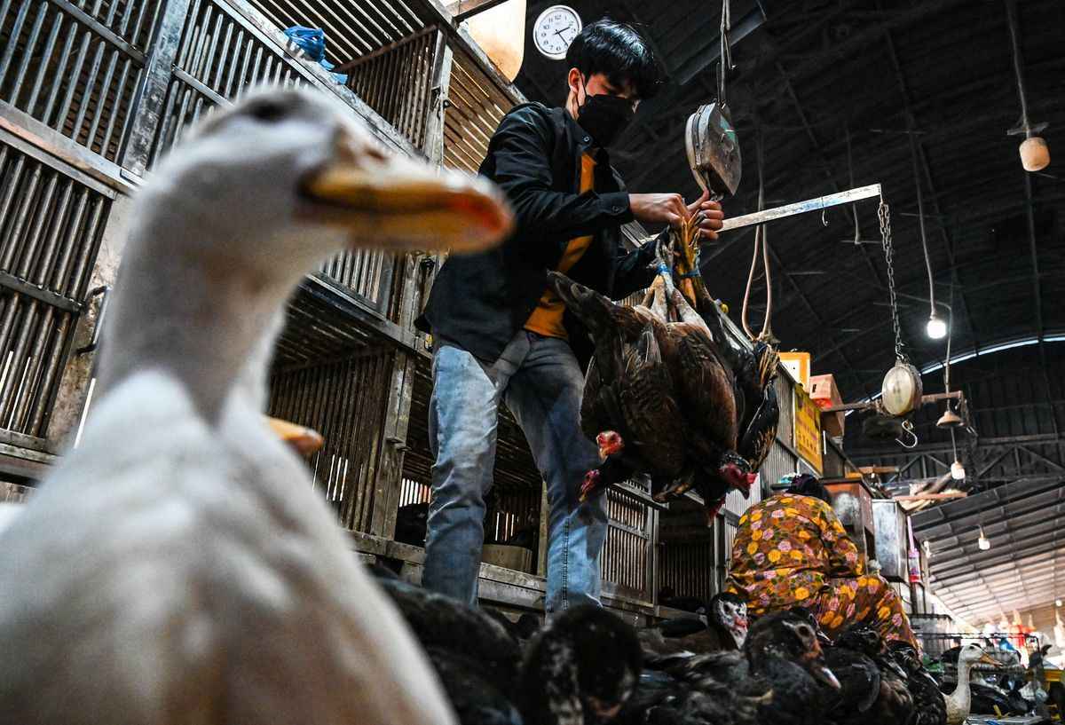 2023年2月24日，一名工人在金邊的一個市場為雞稱重。一名11歲的柬埔寨女孩2月早些時候死於禽流感，其父親的病毒檢測呈陽性，衛生官員說。（TANG CHHIN SOTHY/AFP via Getty Images）