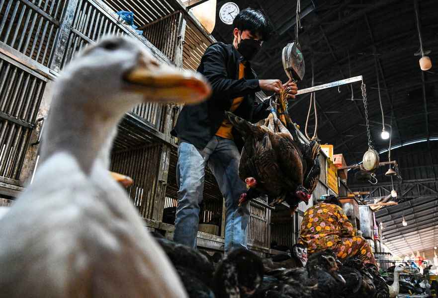 專家憂禽流感透過哺乳動物傳染人類 或成下一波新冠
