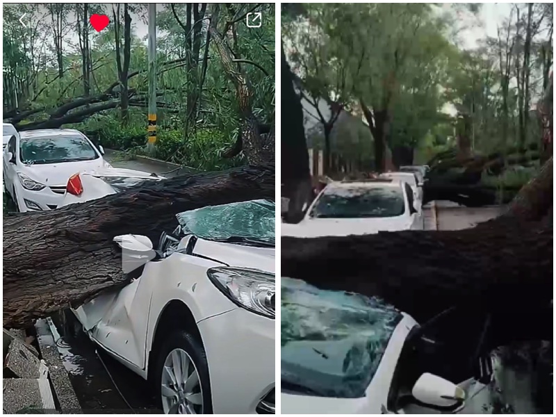 北京密雲區下暴雨 很多大樹倒下砸車 引熱議