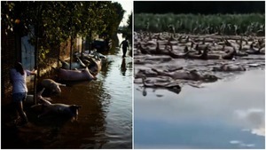 【一線採訪】開封洪災 一村漂逾萬死豬