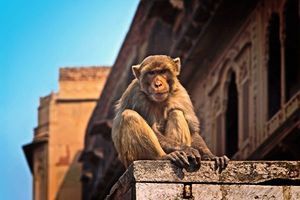 印度實施封城 猴子爬到屋頂上放風箏