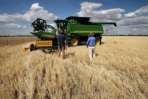 中共報復性關稅影響有限 澳洲大麥出口增