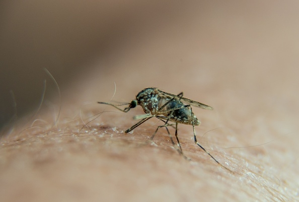 悉尼現「羅斯河」蚊媒病毒 當局發緊急警告