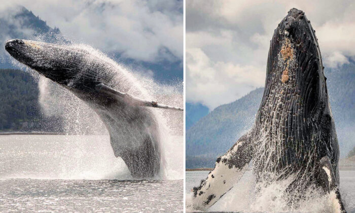 女子辭職 拍攝座頭鯨躍出水面壯觀場景