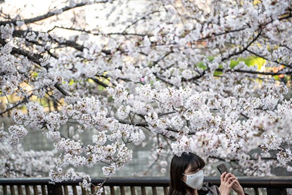 2021年3月23日，一名女子在日本東京目黑區的櫻花樹下拍照。（PHILIP FONG/AFP via Getty Images）