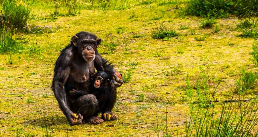 世界最罕見黑猩猩幼崽在英國動物園誕生