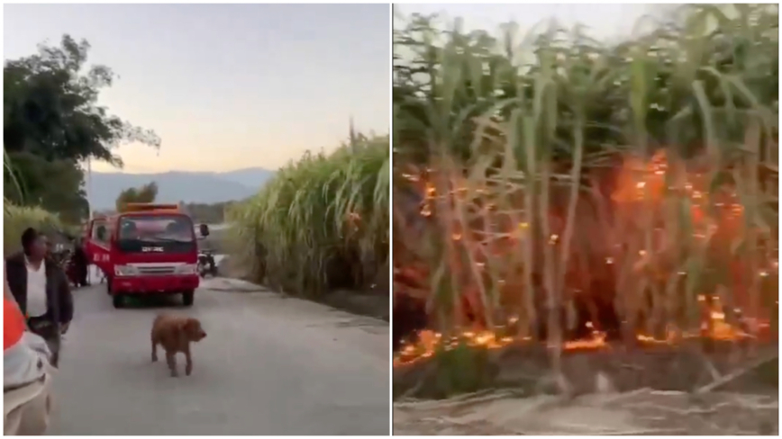 習考察的甘蔗地遭民焚燒 影片流傳 官方禁拍照
