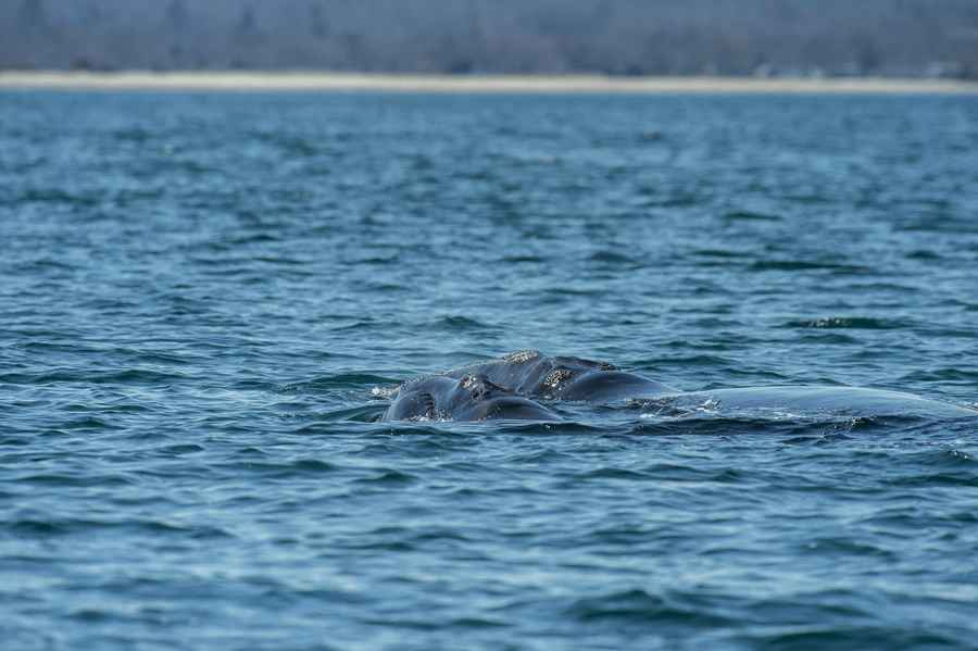 無人機鏡頭捕捉到澳洲水域最小藍鯨寶寶