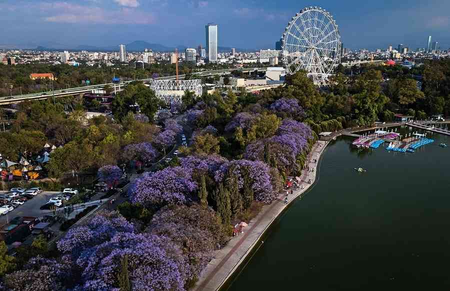【圖輯】墨西哥城藍花楹盛開 花海浪漫