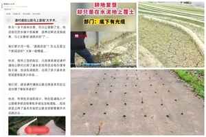 中共「退林還耕」亂象 水泥地上種莊稼