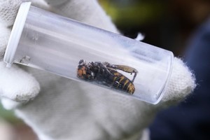 美國發現活的殺人大黃蜂 今年首個