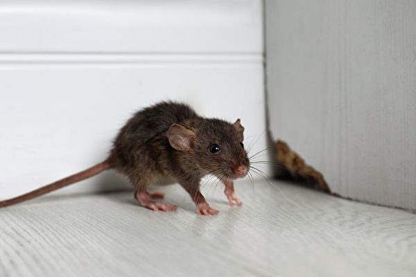 英男攝影機拍下老鼠每晚幫他「打掃」