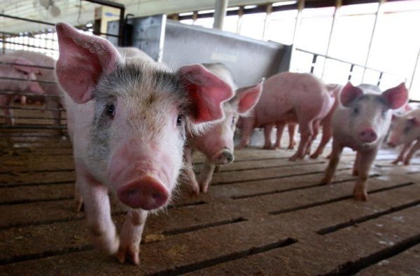 近期生豬價格持續下跌，不斷侵蝕養殖行業利潤，該行業已經全面虧損。（Scott Olson/Getty Images）