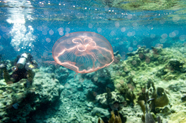 2023年7月13日,美國佛羅里達州基韋斯特(Key West),一隻海月水母(Aurelia aurita)悠遊在珊瑚礁周圍。此處的珊瑚礁是美國近海最大的珊瑚礁,範圍從海龜國家公園(Dry Tortugas National Park)延伸至聖露西灣(St. Lucie Inlet),寬約350英里(約563.27公里)。(Joseph Prezioso/AFP)