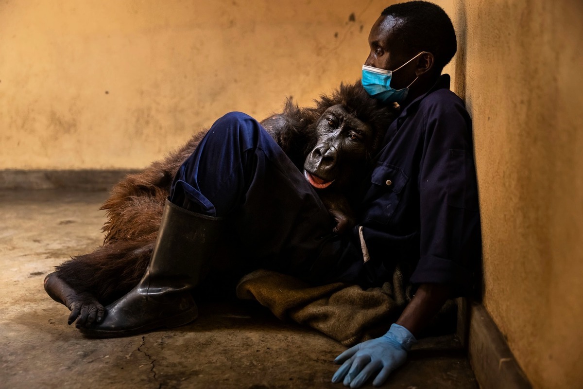 剛果維龍加國家公園的大猩猩達卡希（Ndakasi）近期病逝。牠在臨終前擁抱照顧牠多年的保育員鮑馬（Andre Bauma）。（Virunga National Park）