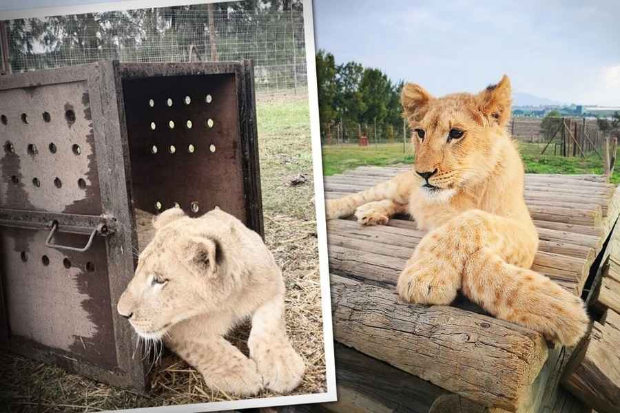 一對受虐待的幼獅兄妹獲救 被帶到非洲庇護所