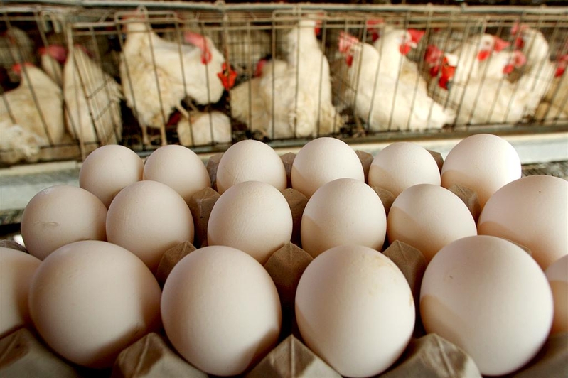 非洲豬瘟疫情使豬肉價格大漲，而雞蛋成為主要蛋白質替代品，使今年的雞蛋價格一直都居高不下。 圖為示意圖。（David Silverman/Getty Images）
