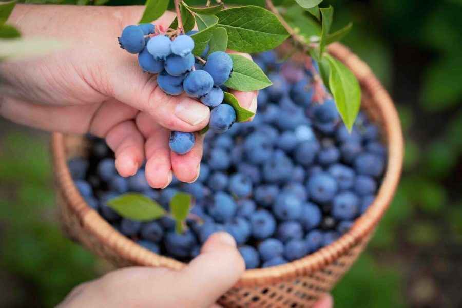 每天吃一些藍莓 改善大腦功能 降低血壓
