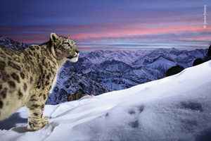 【圖輯】雪豹驚人美照贏得野生動物最佳攝影獎
