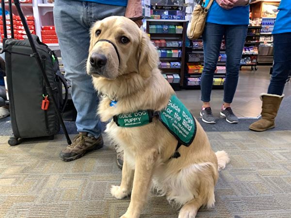 2023年1月25日，約25隻來自「GDB」導盲犬培訓學校的幼犬，在荷里活伯班克機場（Hollywood Burbank Airport）接受首次飛行前的嚴格訓練。（姜琳達／大紀元）