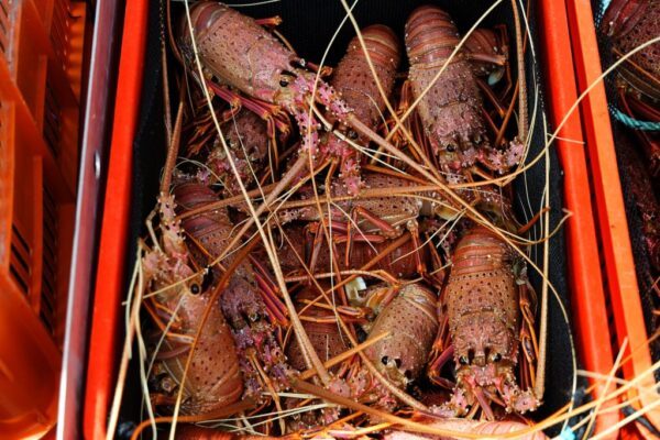 西澳洲州弗里曼特爾市的一籃子活西岩龍蝦。（Trevor Collens/Getty Images）
