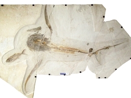 墨西哥出土9千多萬年前鯊魚 有巨大「翅膀」