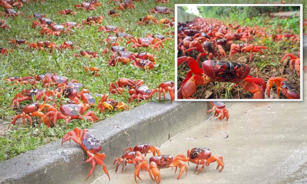 今年的聖誕島紅蟹遷徙已經開始，預計將有6,500萬隻螃蟹從熱帶雨林一路跋涉，前往海岸邊交配產卵。（澳洲公園局提供）