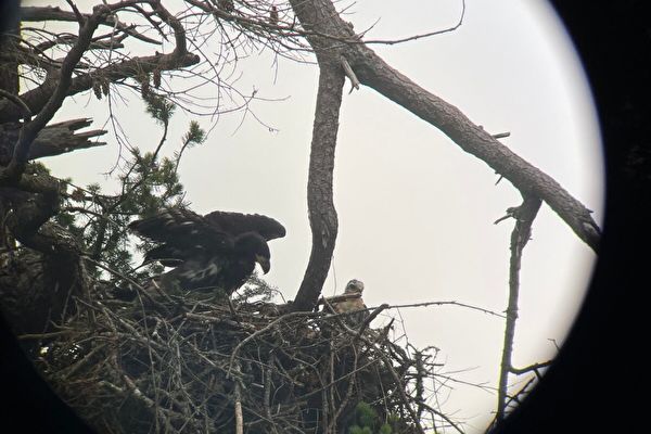 小紅尾鷹被天敵白頭鷹收養 鳥類學家震驚不已