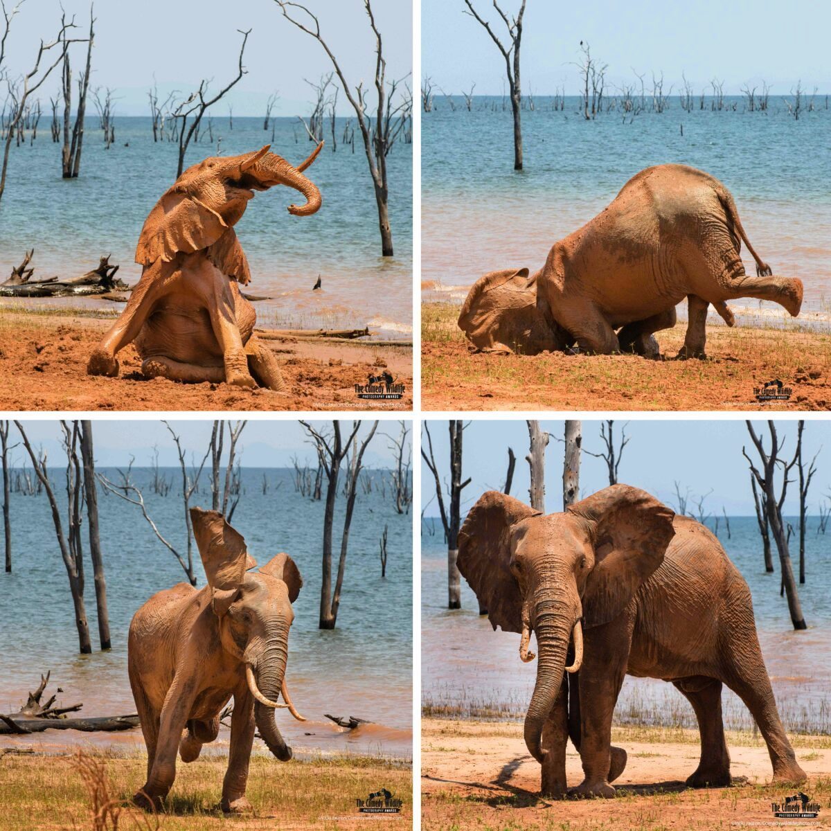 作品名稱為「泥浴的樂趣」，在一個炎熱的下午，一頭大象在津巴布韋卡里巴湖岸邊的枯樹旁洗泥浴。（Vicki Jauron/Comedy Wildlife PhotographyAwards 2021 提供