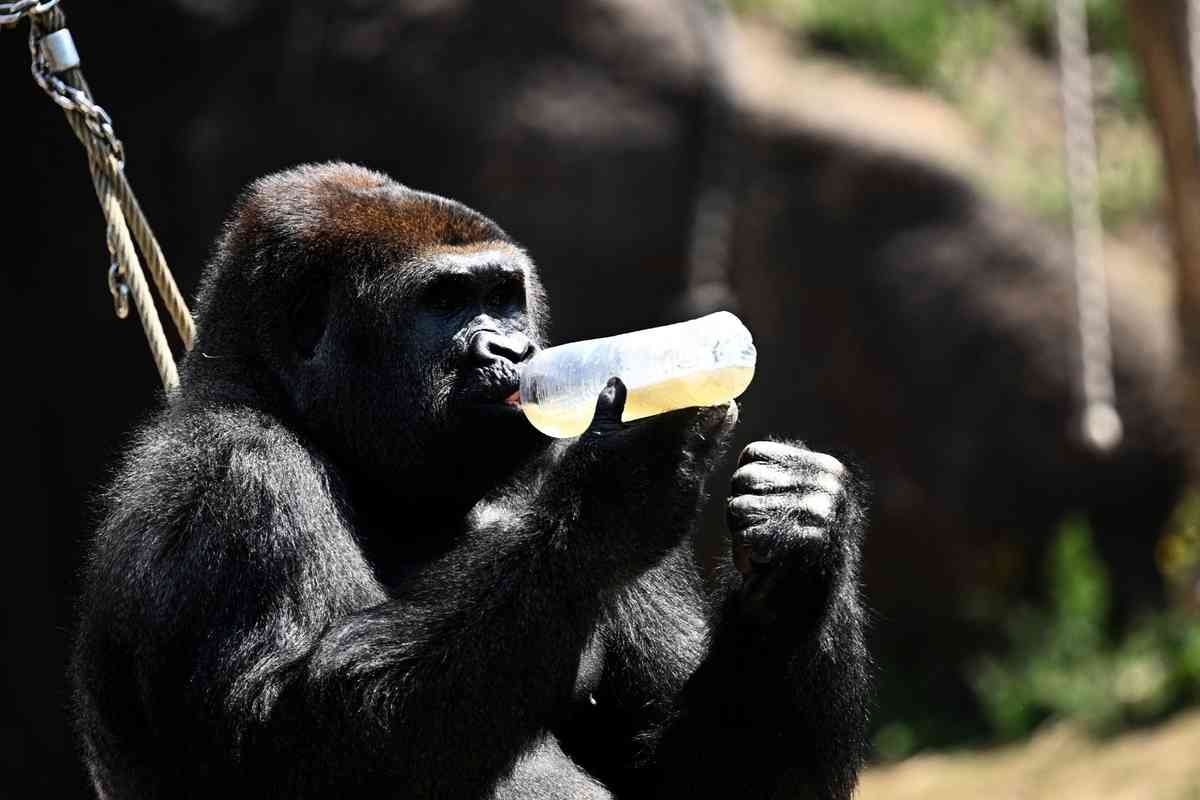 2025年7月2日,比利時布呂熱萊特(Brugelette),天堂動物園(Pairi Daiza Zoo)內的一隻大猩猩正在喝冰湯消暑。(Nicolas Tucat/AFP via Getty Images)