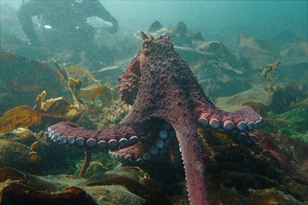 巨型章魚親密接觸潛水員 罕見畫面網絡熱傳