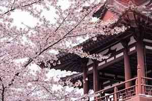 浮生行吟:花開花落都是風景