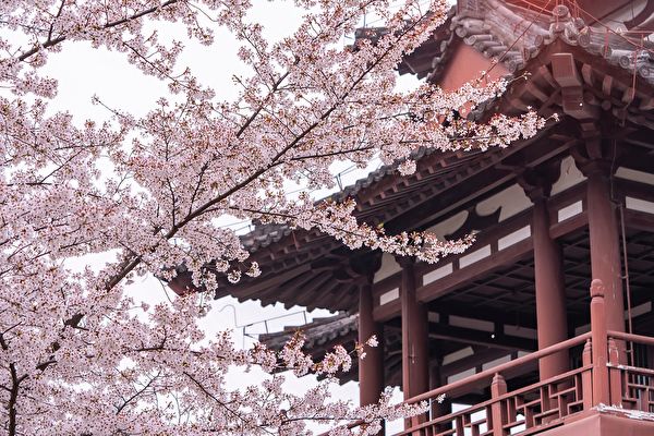 浮生行吟：花開花落都是風景