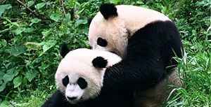 美香回國 中共被指以「戰狼」取代熊貓外交