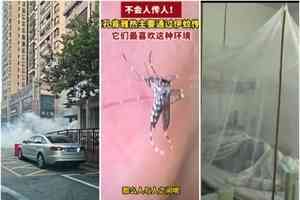 廣東爆基孔肯雅熱疫情 強制隔離患者惹不滿