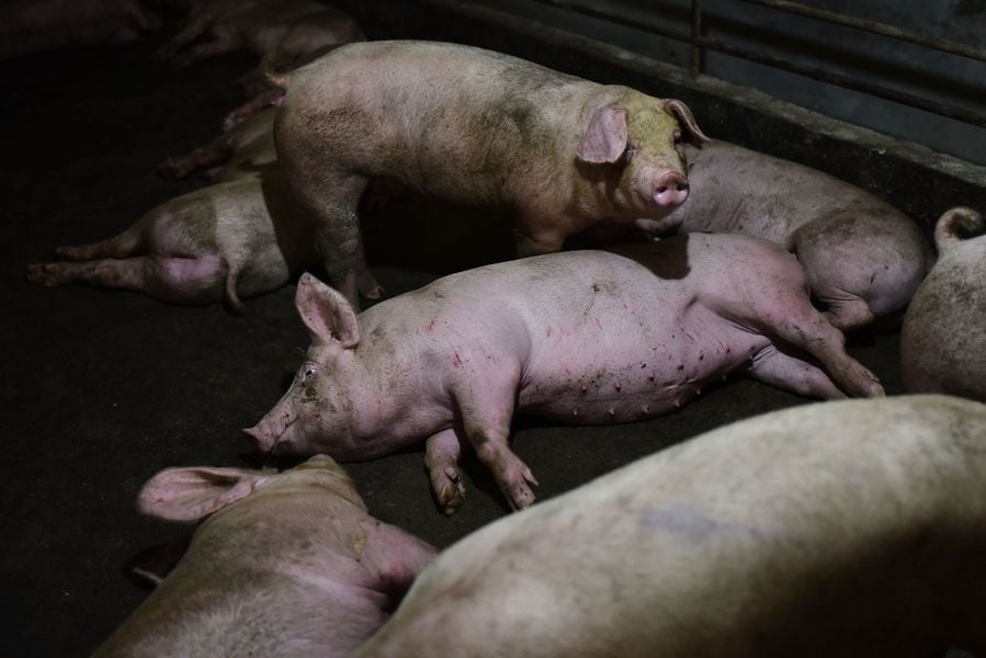 大陸生豬過剩 豬農：一隻豬比去年少賣千元