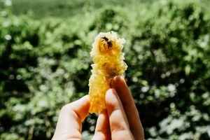 蜜蜂是食物和天然藥物的幕後功臣