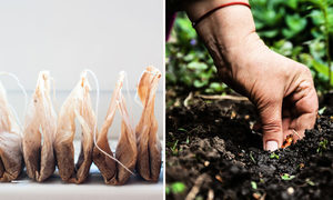 廢茶袋埋入土壤 九個令人驚訝的實用理由