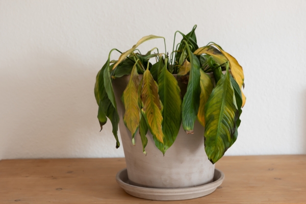 植物快死了怎麼救？ 試一試生鏽的鐵釘