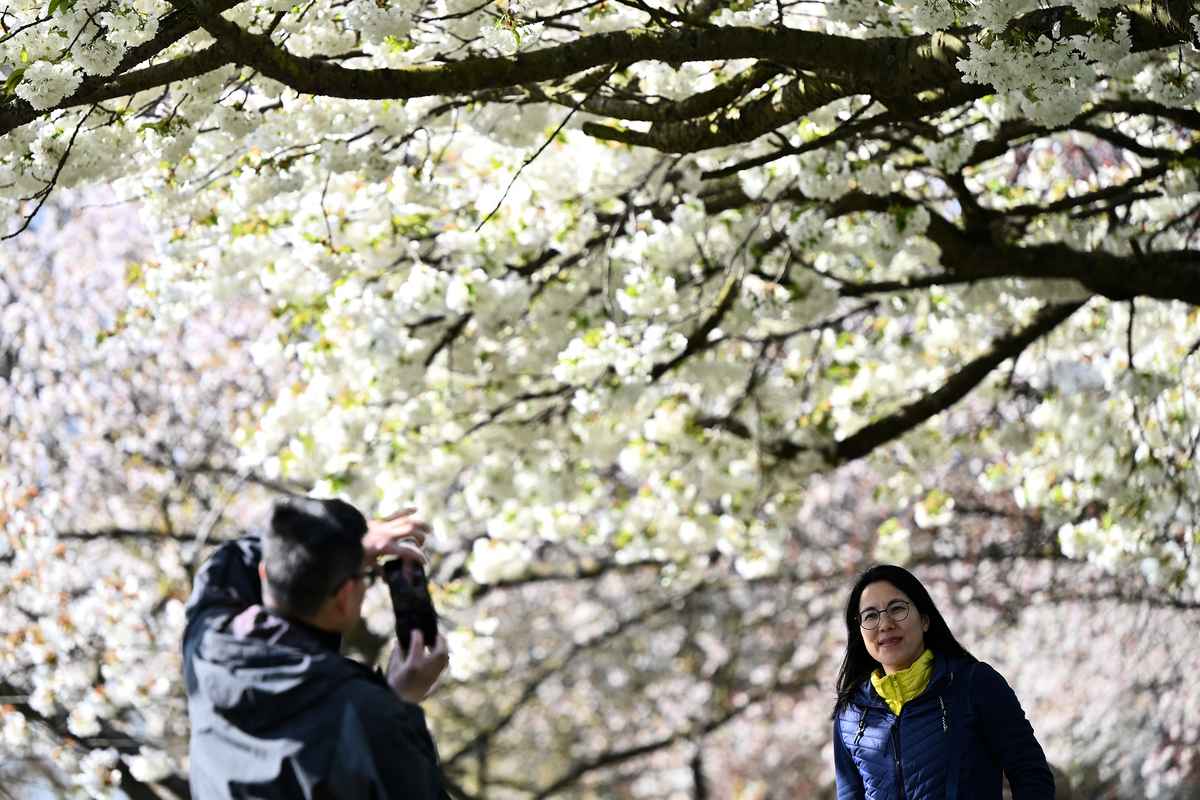 2023年4月9日，英國倫敦巴特西公園（Battersea Park），一名遊客與櫻花合照。（Justin Tallis/AFP）