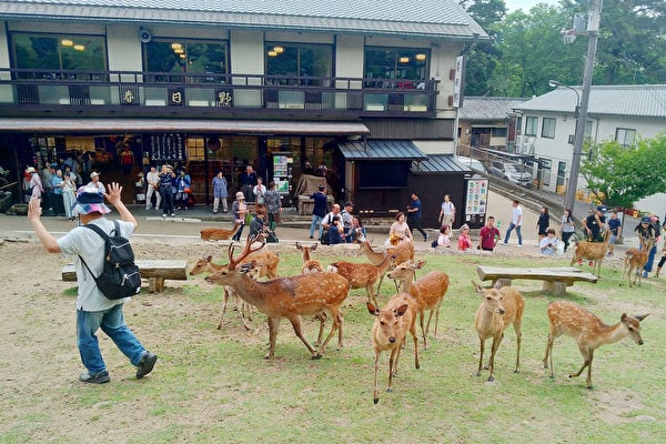 日本關西旅遊勝地 奈良公園餵鹿趣