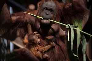 【圖輯】西班牙動物園喜迎婆羅洲猩猩幼崽