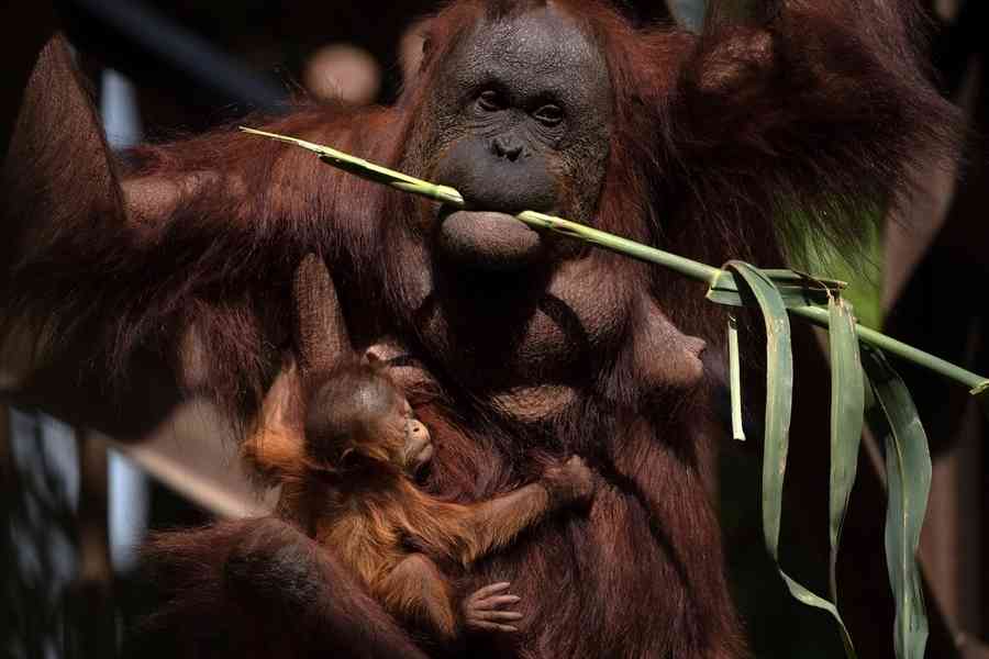 【圖輯】西班牙動物園喜迎婆羅洲猩猩幼崽