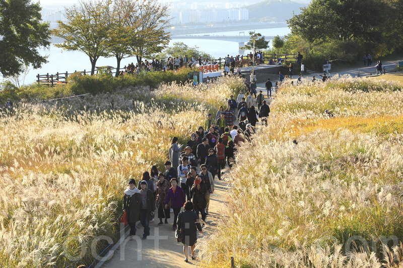 秋季美景 首爾天空公園紫芒盛開