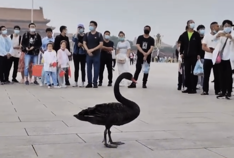 黑天鵝突降北京天安門引發熱議  途人圍觀被疏散