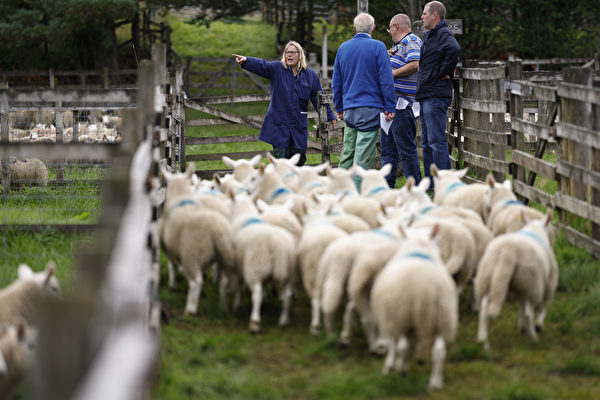 英國農民祭出體香噴霧 綿羊不再打架