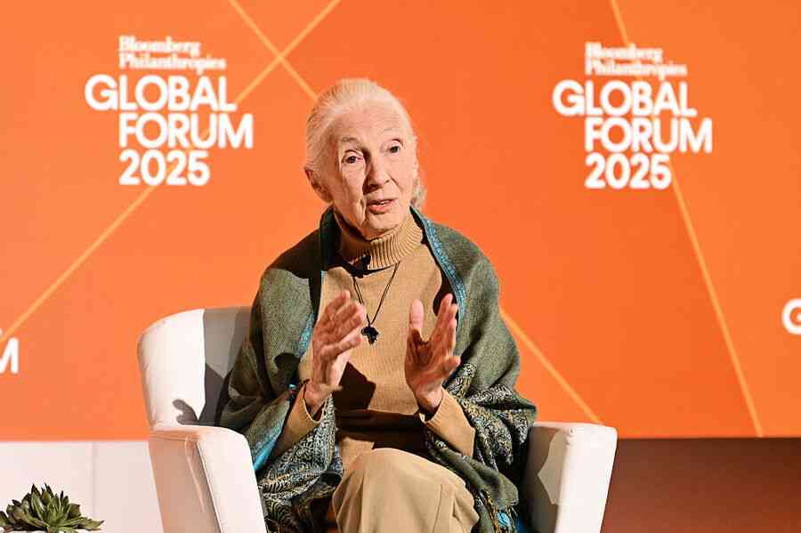 英國著名靈長類動物學家Jane Goodall去世 享壽91歲