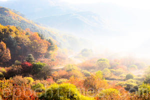 韓國江原道秘密庭園 霧景彷如水彩畫